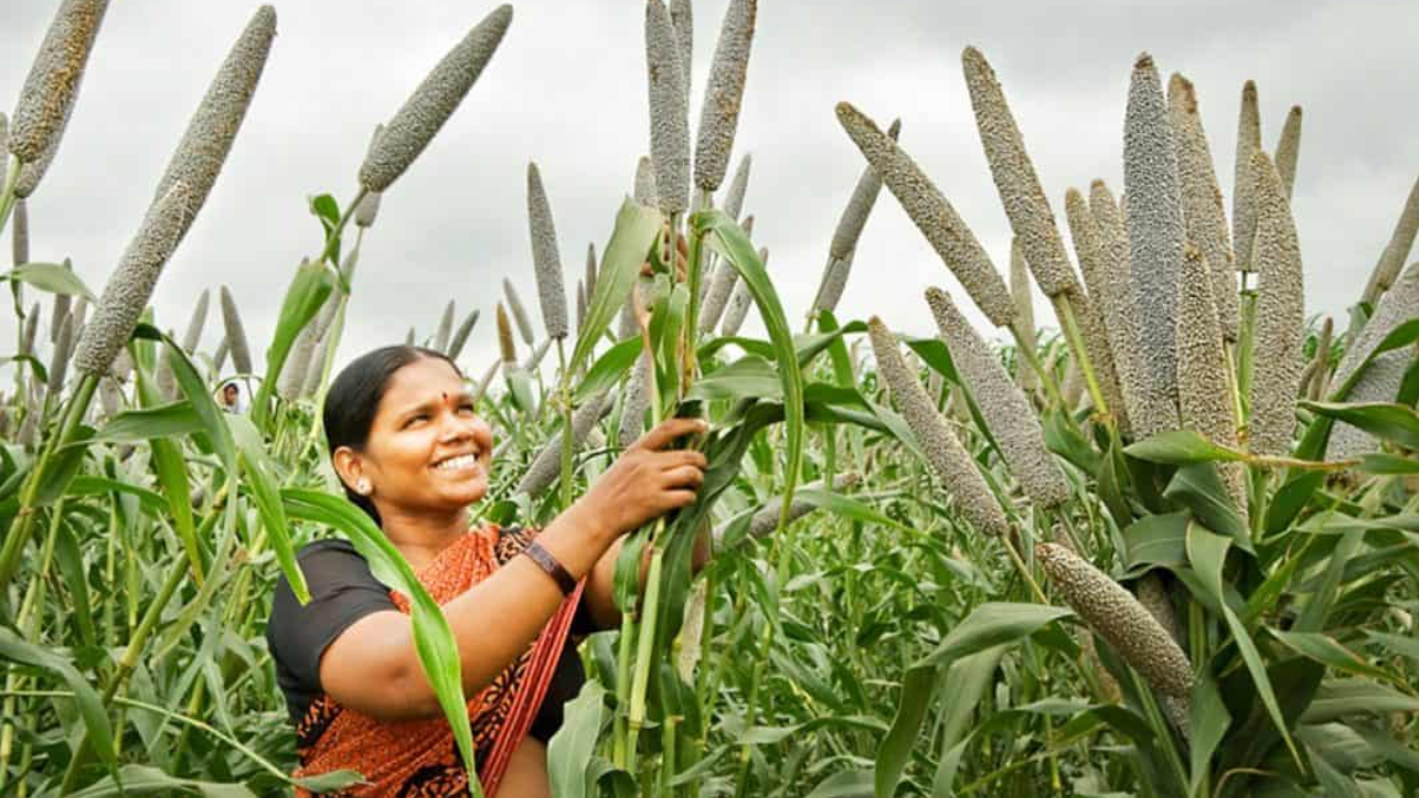 Bajra : పచ్చి మేత కోసం సజ్జల సాగు, యాజమాన్య పద్ధతులు - Cultivation  practices for Bajra millet as fodder crop